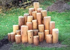 Core robinia stubbepyramide