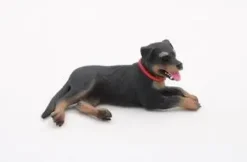 Hund rottweiler voksen