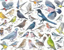 Puslespill hagefugler