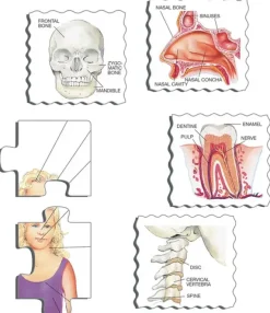 Puslespill kroppen vår