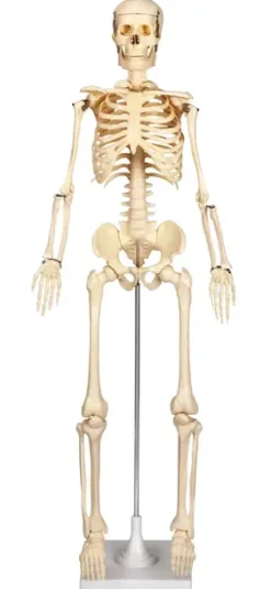Skjelett på stativ
